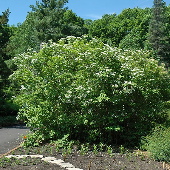 American Highbush Cranberry (Viburnum trilobum/ opulus var