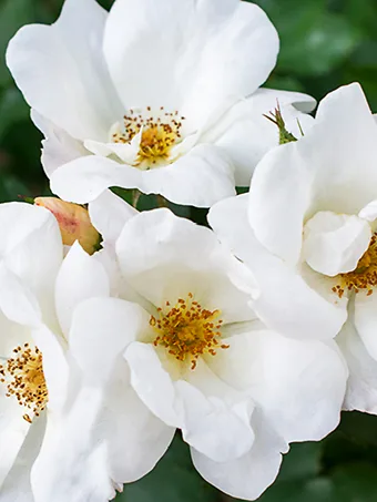 White Knock Out® Rose - Tree Form