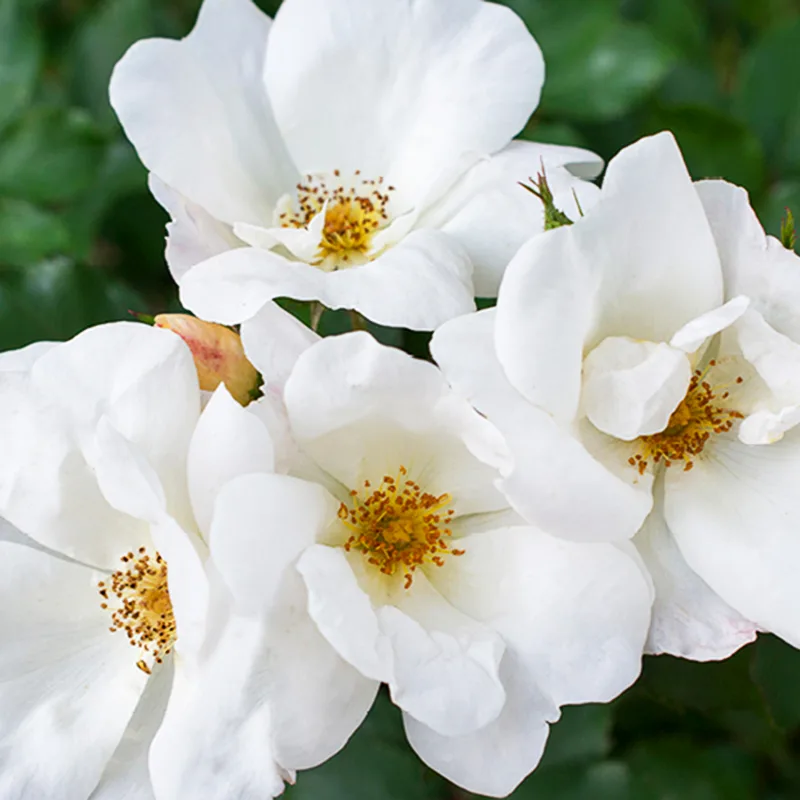 Offen【Reborn project】ROSE-pointed /WHITE Knock Out Roses: Rosa White Knock Out® (Shrub Rose)