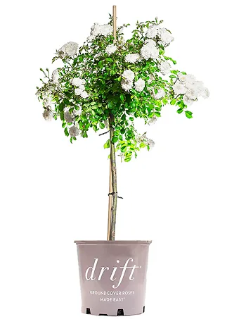 White Drift® Rose - Tree Form
