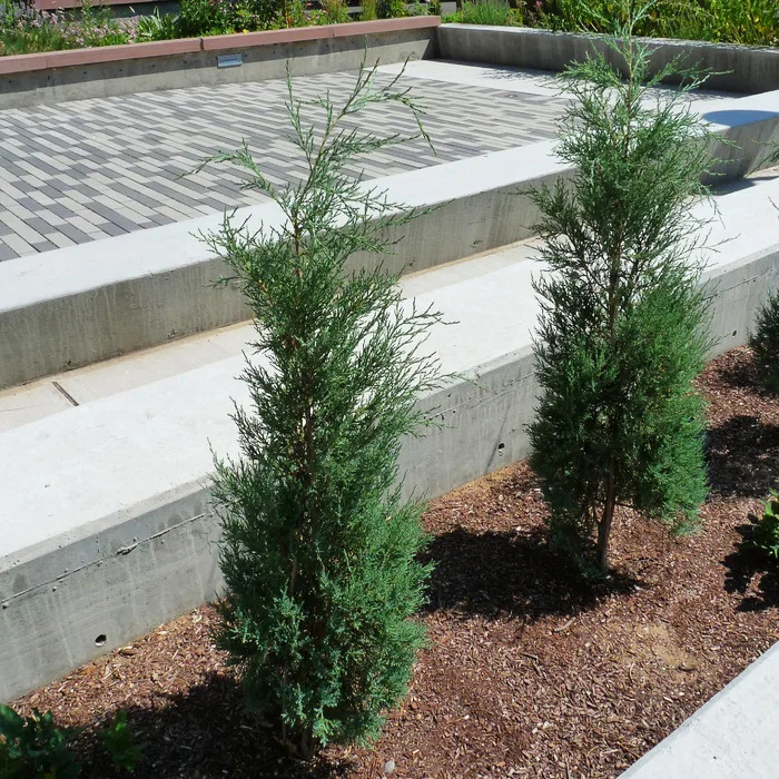 Woodward Columnar Juniper For Sale Online The Tree Center