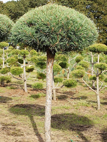 Scots Pine - Tree Form