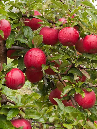 September Wonder Apple Tree