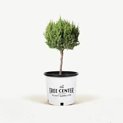 Blue Fall Topiary Blue Point Juniper Topiary For Sale Online | The Tree Center