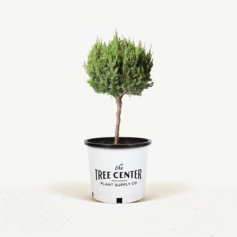 Blue Fall Topiary Blue Point Juniper Topiary For Sale Online | The Tree Center
