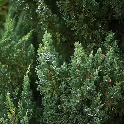 Blue Fall Topiary Blue Point Juniper Topiary For Sale Online | The Tree Center