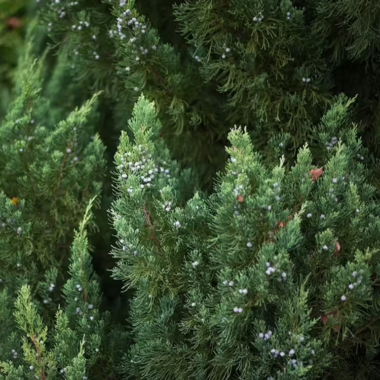 Blue Fall Topiary Blue Point Juniper Topiary For Sale Online | The Tree Center