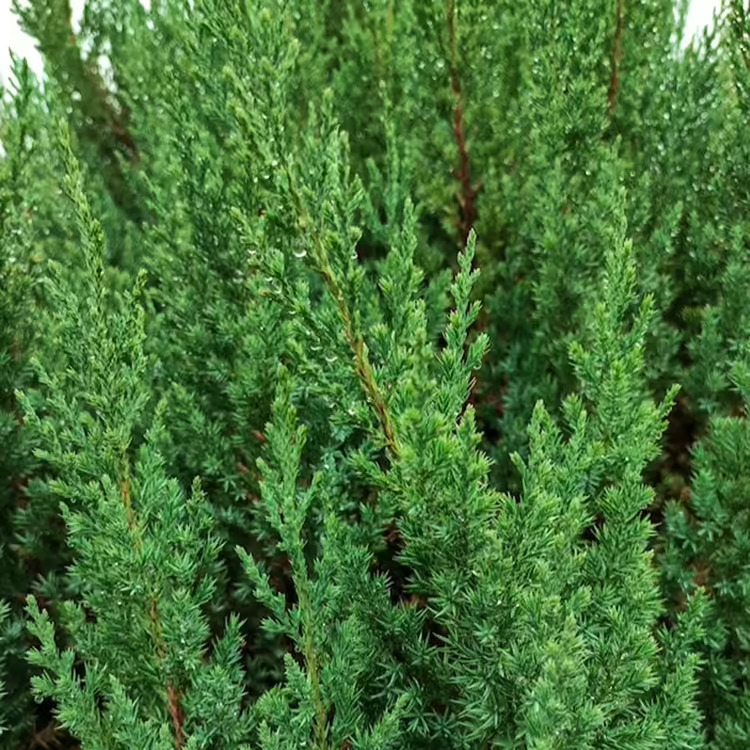 Blue Fall Topiary Blue Point Juniper Topiary For Sale Online | The Tree Center