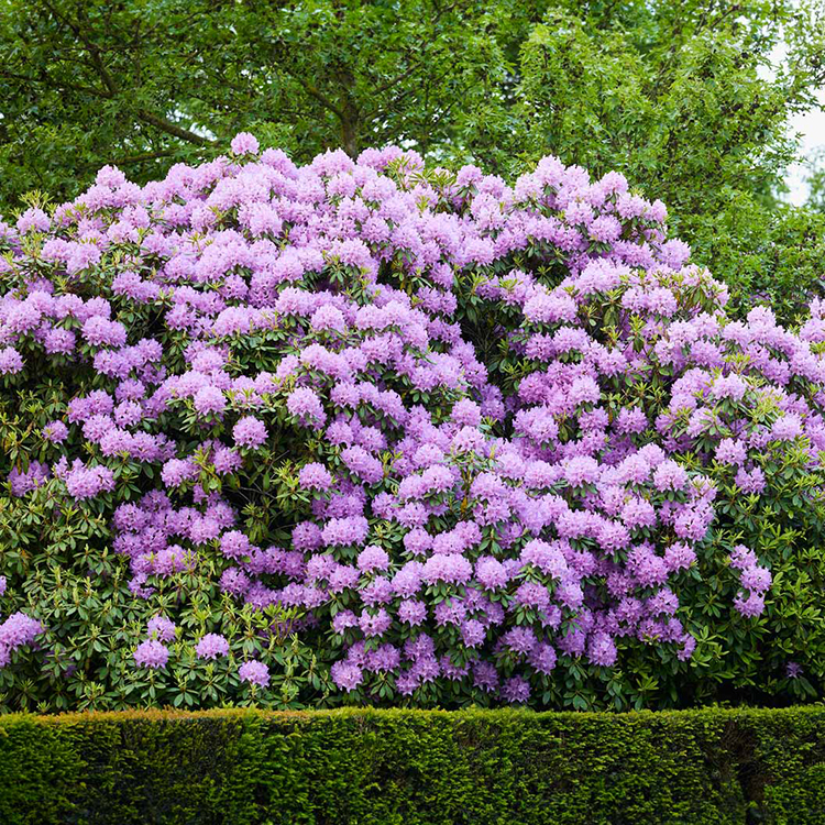 Burea Rhododendron Boursault Rhododendron For Sale Online | The Tree Center