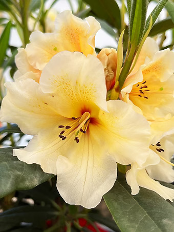CIS Rhododendron