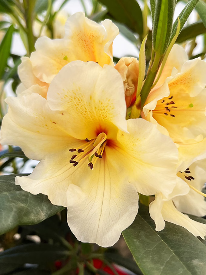 Vivacious Rhododendron Rhododendron, Rhododendrons For Sale | Shrubs & Bushes