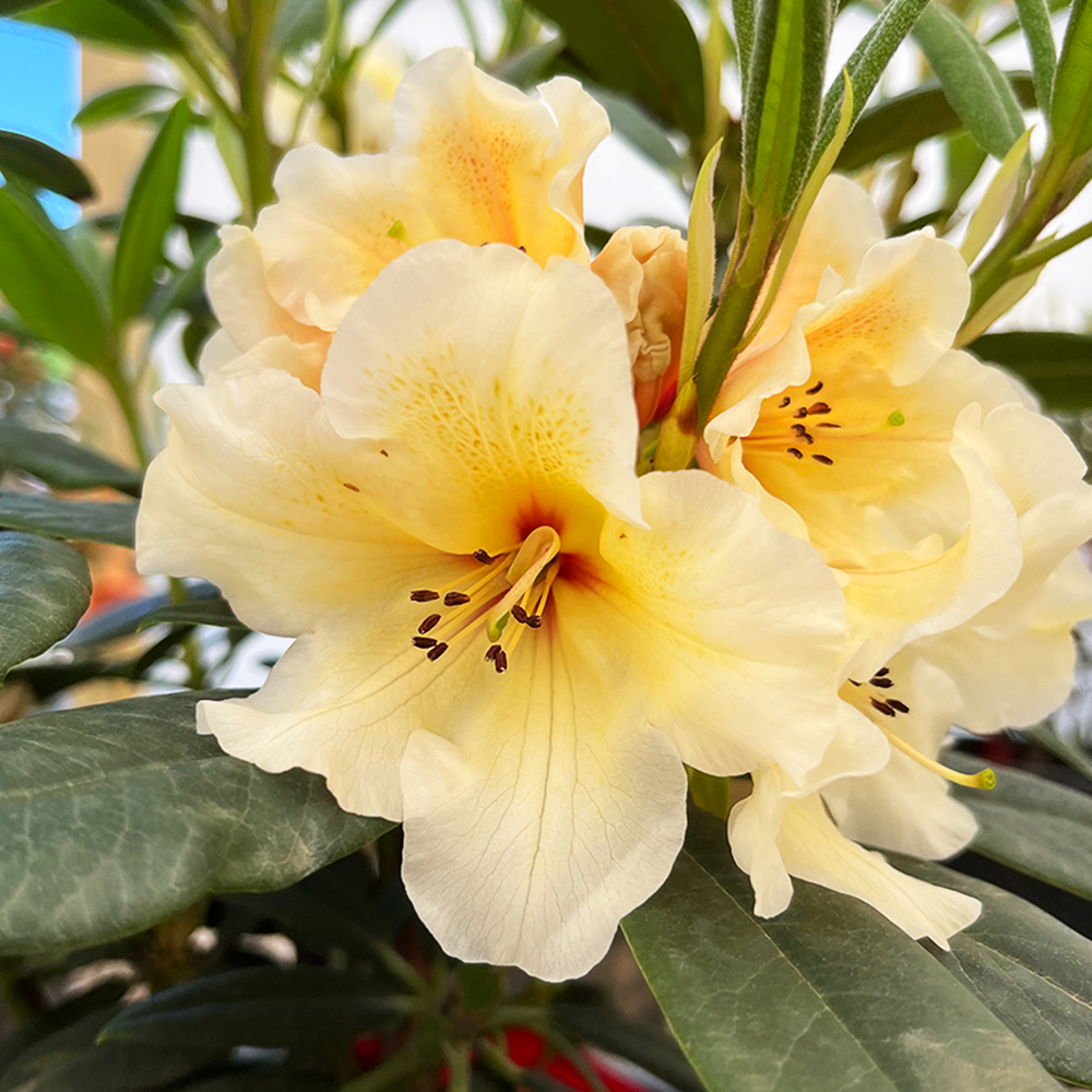CIS Rhododendron Rhododendron For Sale Online | The Tree Center
