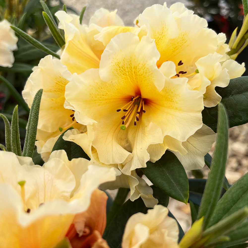 CIS Rhododendron Rhododendron For Sale Online | The Tree Center