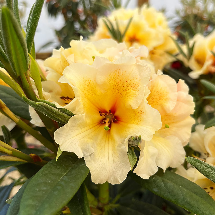 CIS Rhododendron Rhododendron For Sale Online | The Tree Center