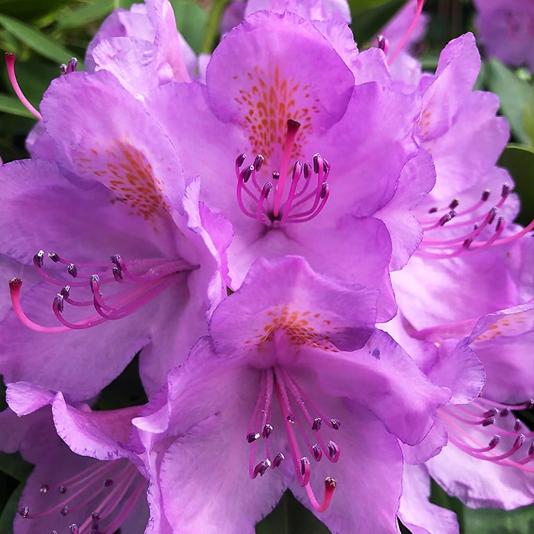 Catawba Rhododendron For Sale Online | The Tree Center