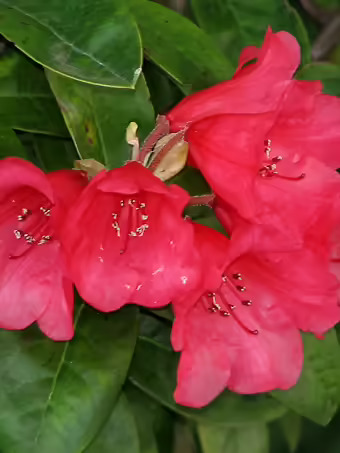 Molly Ann Rhododendron