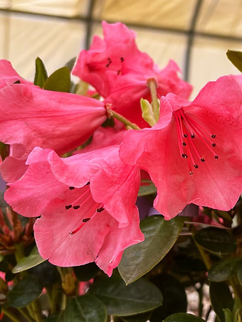 Molly Ann Rhododendron