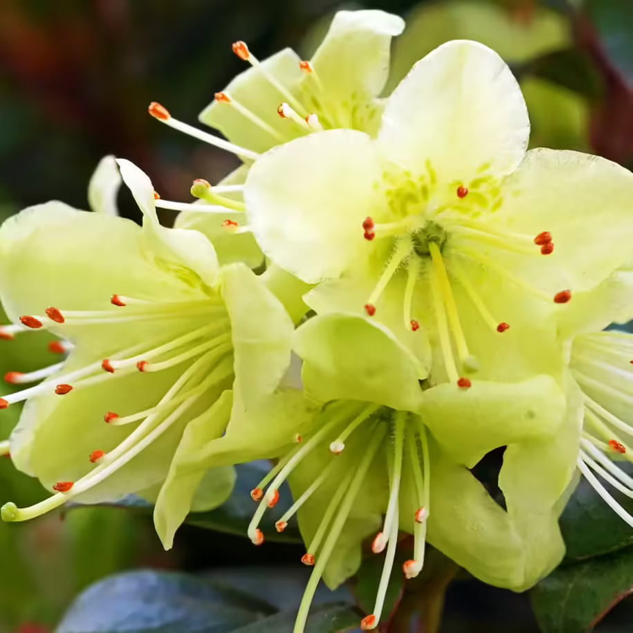 Princess Anne Rhododendron For Sale Online | The Tree Center