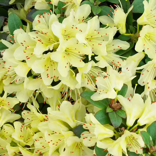 Princess Anne Rhododendron For Sale Online | The Tree Center