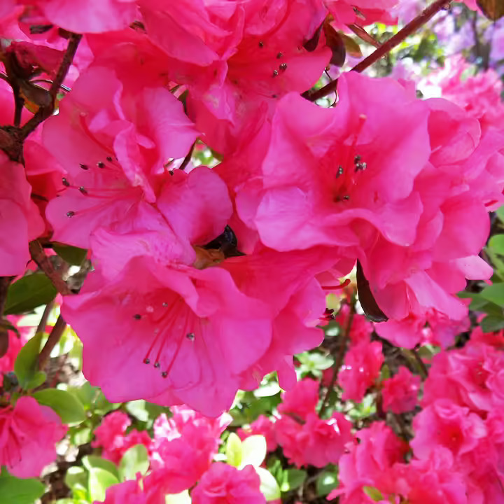 Spring Rhododendron Spring Dawn Rhododendron For Sale Online | The Tree Center