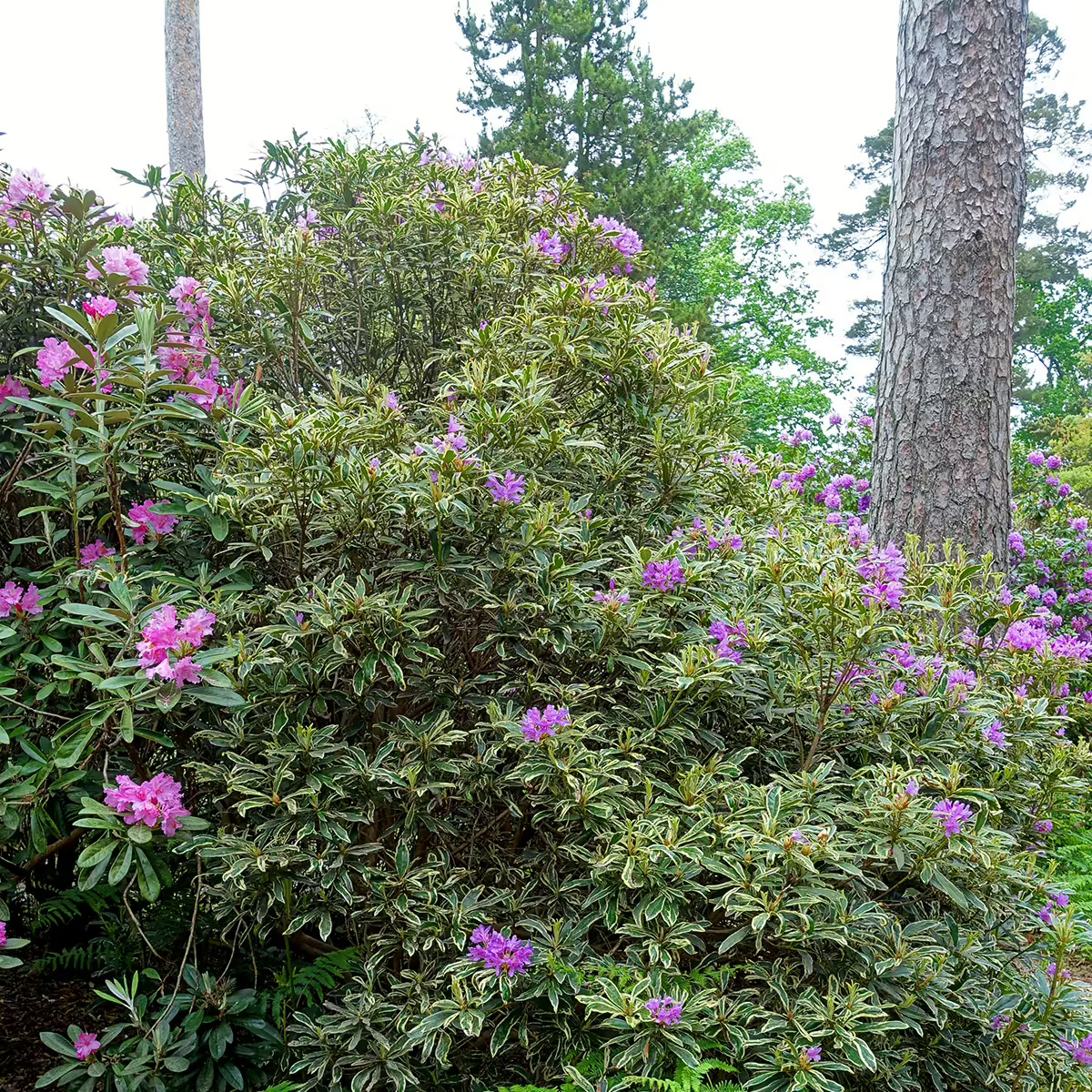 Silver Edge Rhododendron For Sale Online | The Tree Center