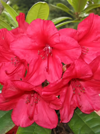 Vulcan's Flame Rhododendron