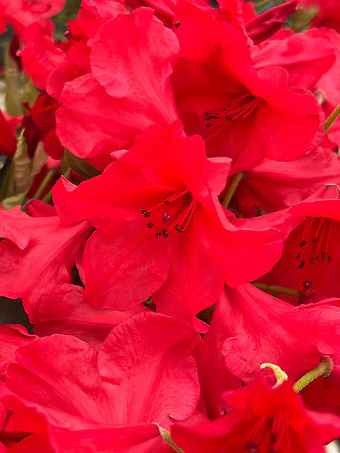 Vulcan's Flame Rhododendron