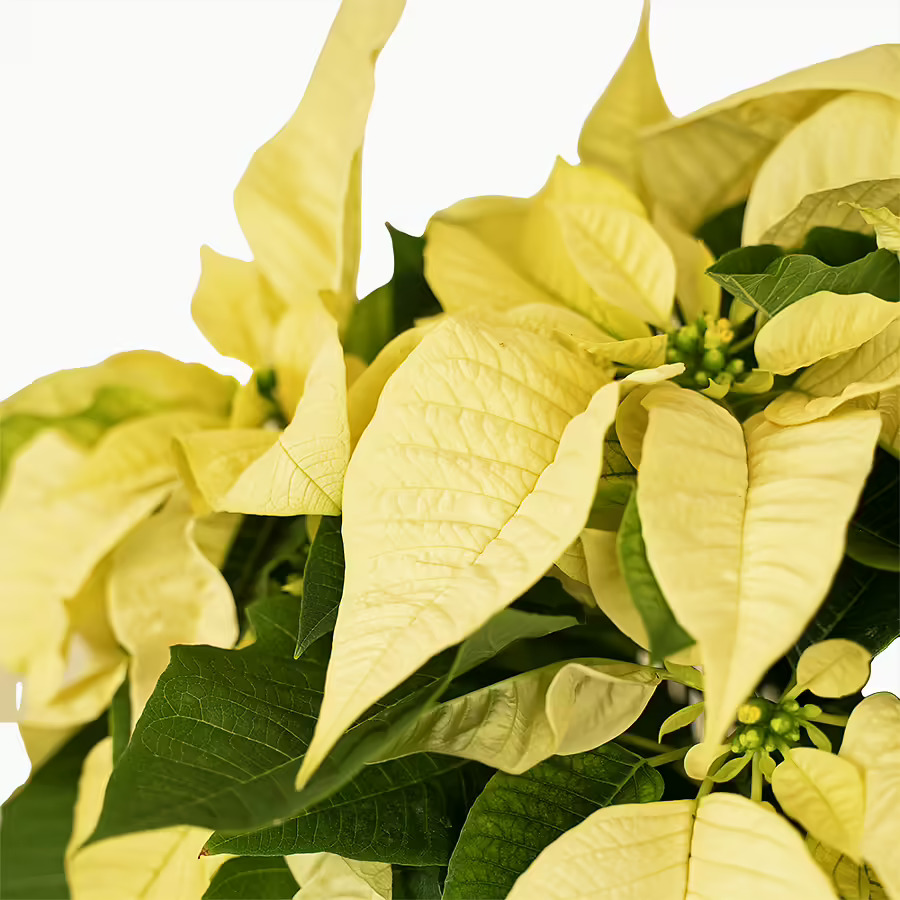 Red And White Holiday Poinsettia For Sale Online The Tree Center