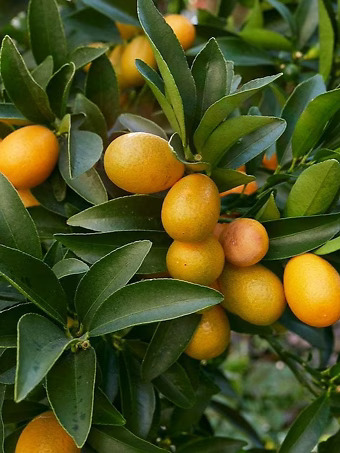 Fukushu Kumquat Tree