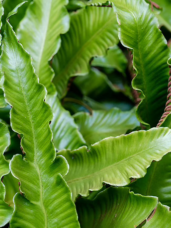 Hart's Tongue Fern