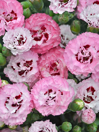 Appleblossom Burst Pink Dianthus