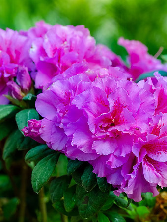 Autumn Majesty™ Encore® Azalea