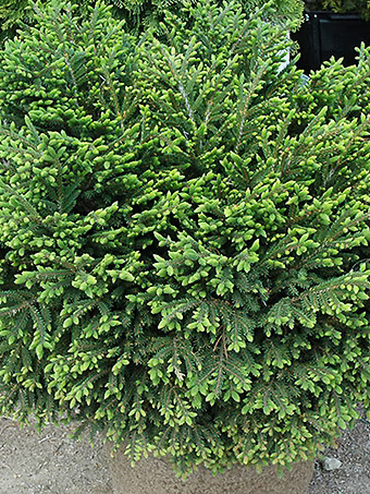 Bergman's Gem Oriental Spruce