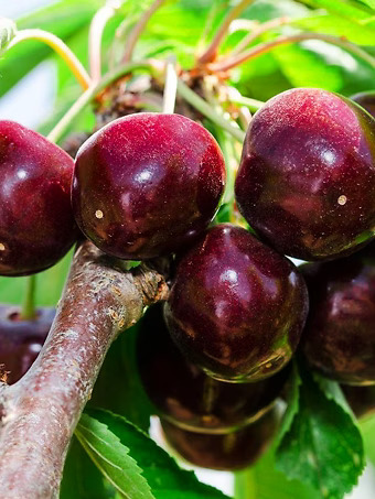 Black Tartarian Cherry Tree