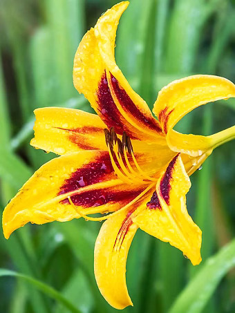 Bonanza Daylily