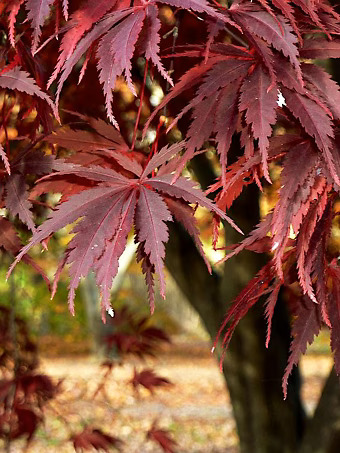 Burgundy Lime Japanese Maple
