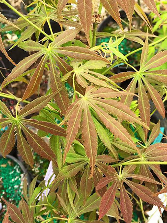 Burgundy Lime Japanese Maple