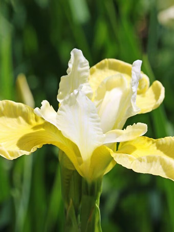 Butter & Sugar Siberian Iris