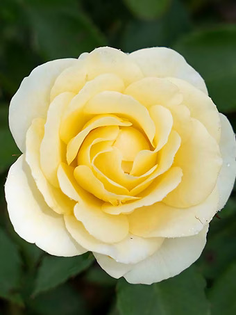 Buttercream Drift® Rose