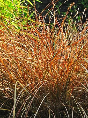 Cappucino Sedge