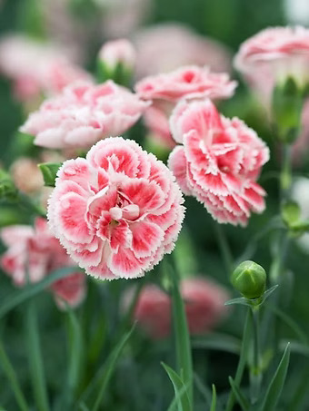 Coral Reef Dianthus
