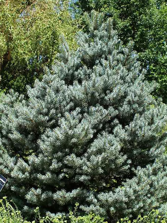 Corbet Blue Spruce
