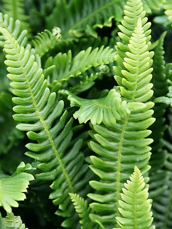 Deer Fern