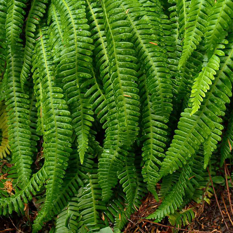 Deer Fern For Sale Online | The Tree Center