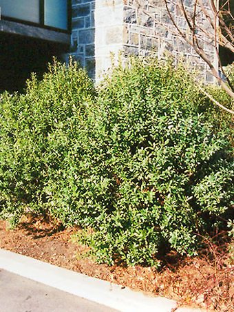 Densa Inkberry Holly