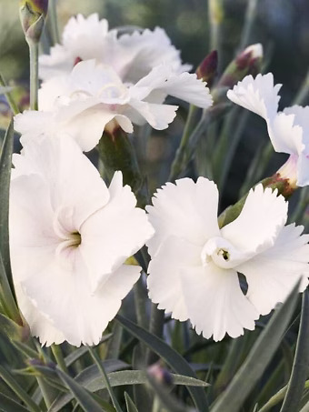 Angel of Purity Dianthus