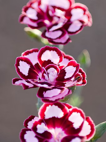 Angel of Joy Dianthus
