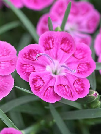 Dianthus Pashmina™ Pink+White