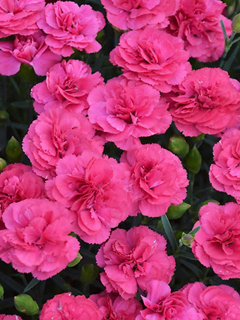 Double Bubble Dianthus