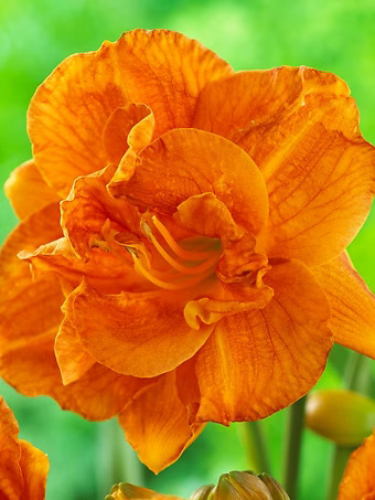 Doublicious Daylily